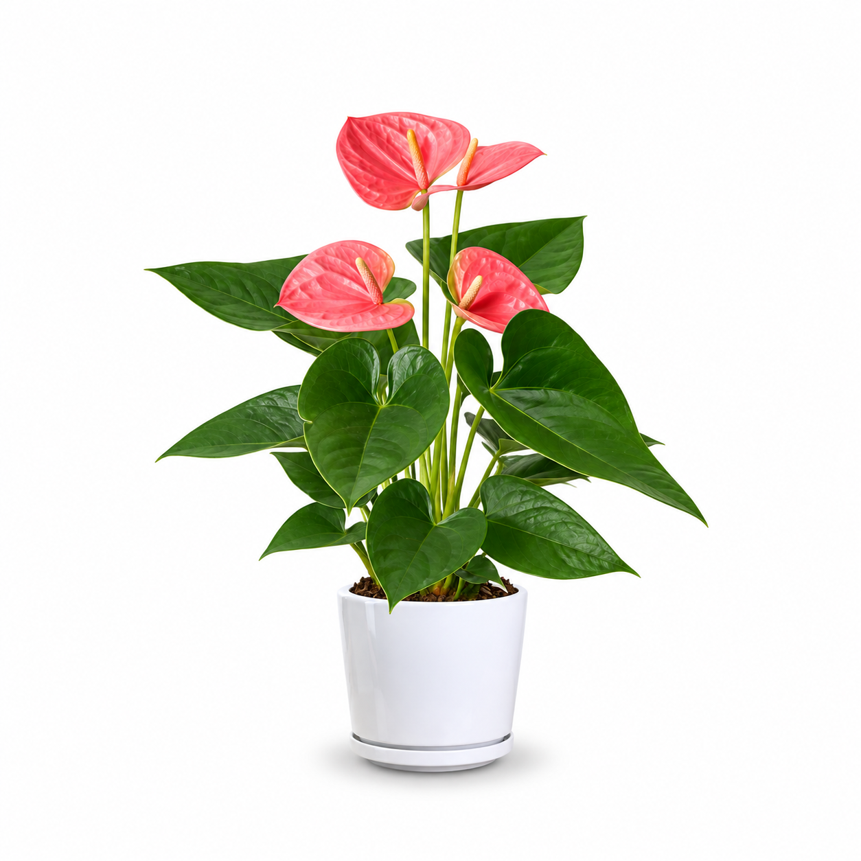 Flamingo Flower (Pink)