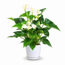 Flamingo Flower (White)