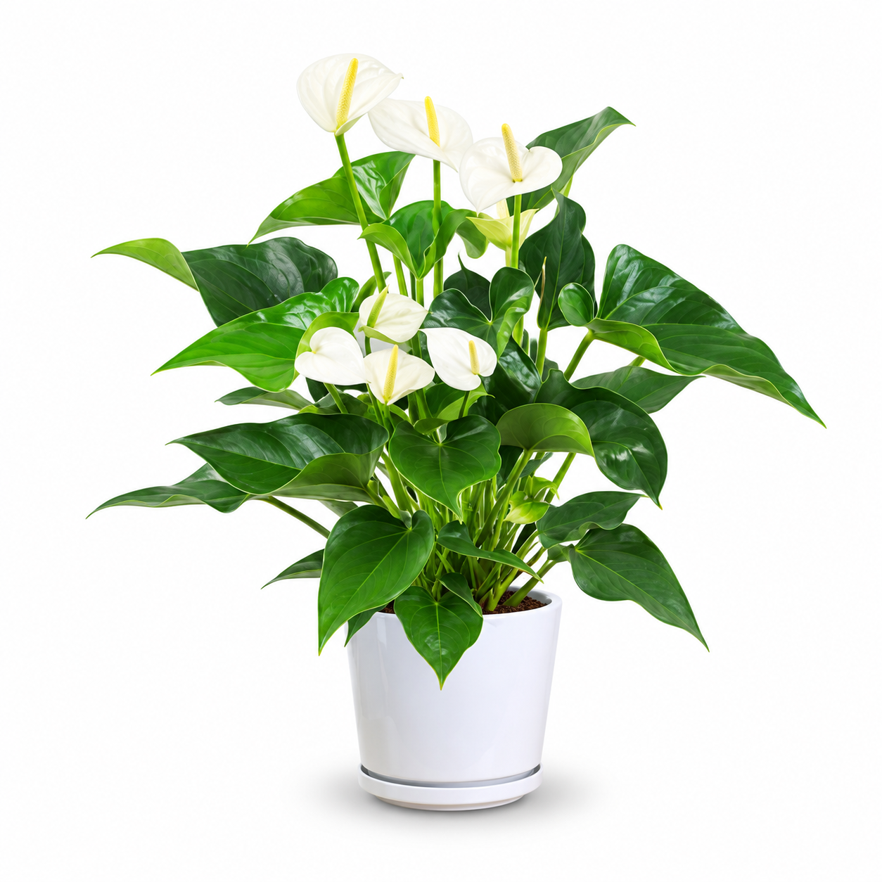 Flamingo Flower (White)