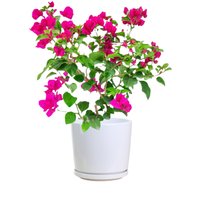 Bougainvillea Pink (Small Size)