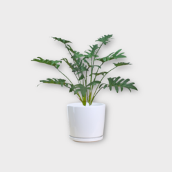 Artificial Philodendron