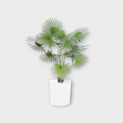 Artificial Licuala Grandis