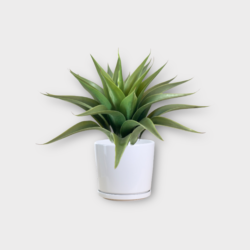 Artificial Swan Neck Agave