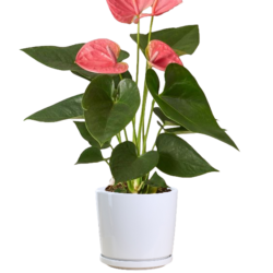 Flamingo Flower (Pink)
