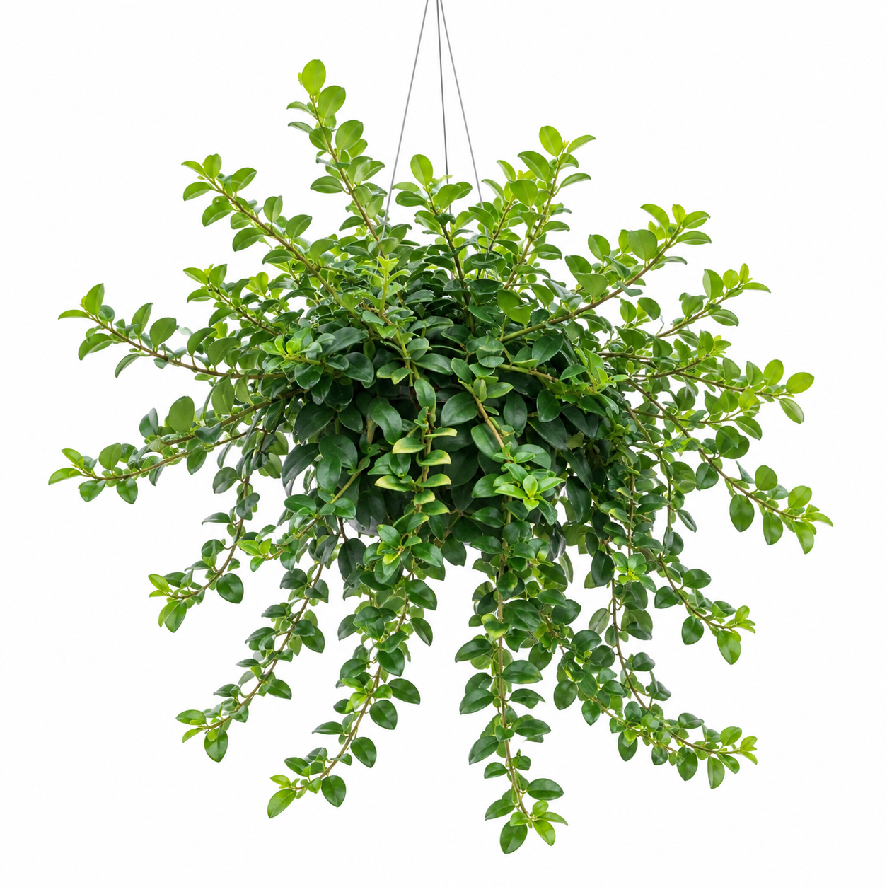 Lipstick Vine - Image 2