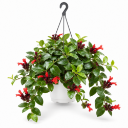 Lipstick Vine