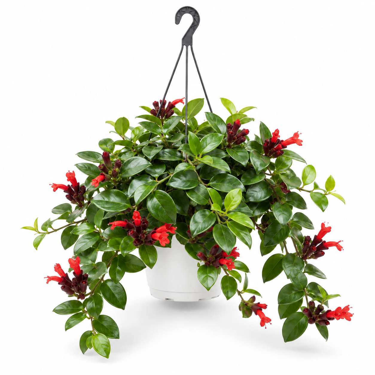 Lipstick Vine