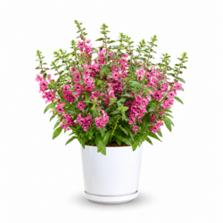 Forget-Me-Not Plants (Pink)
