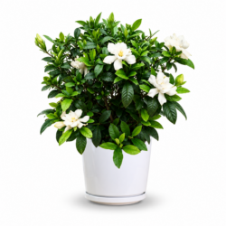 Gardenia Jasminoides