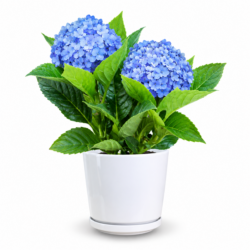 Hydrangea Macrophylla (Blue)