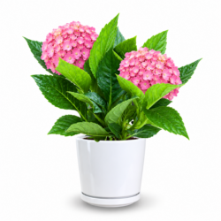 Hydrangea Macrophylla (Pink)