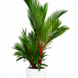 Lipstick palm