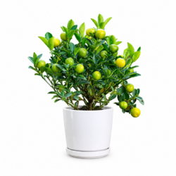 Calamondin