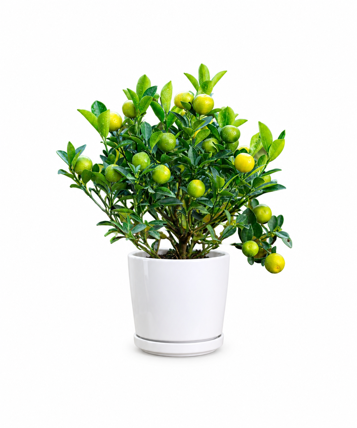 Calamondin