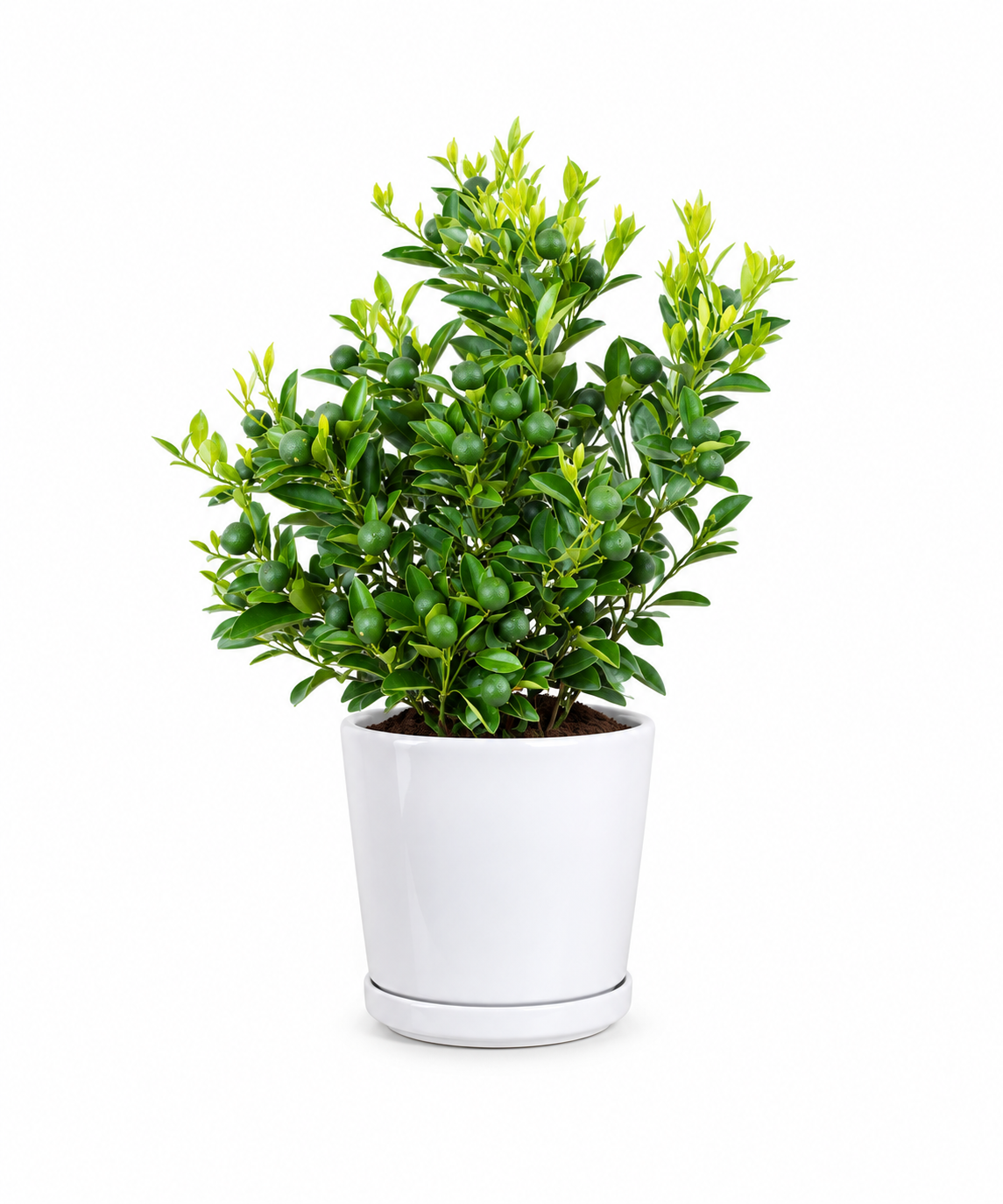 Calamondin - Image 2