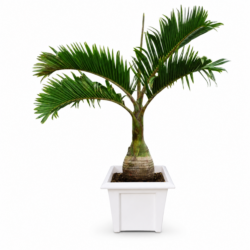 Bottle Palm - Hyophorbe Lagenicaulis