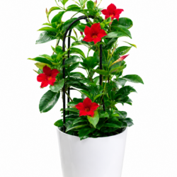 Allamanda cathartica (Red)