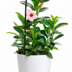 Allamanda Cathartica (Pink)