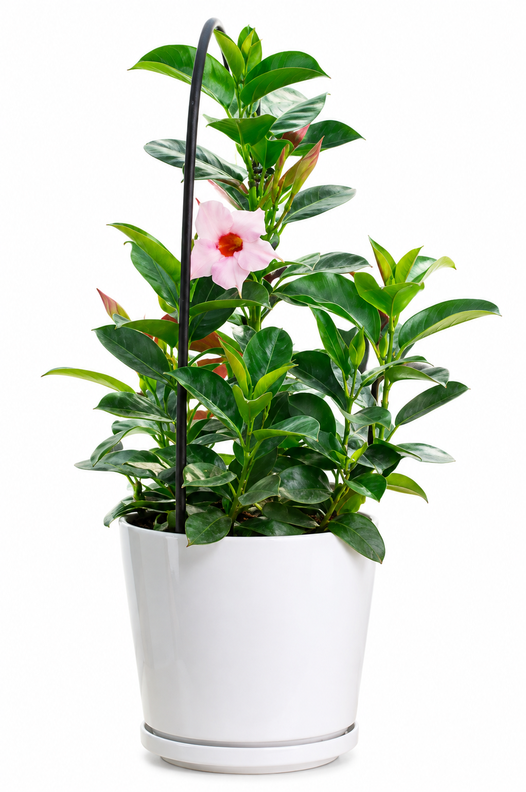 Allamanda Cathartica (Pink)