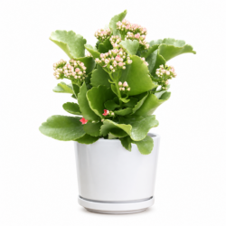 Calandiva Kalanchoe (Orange)