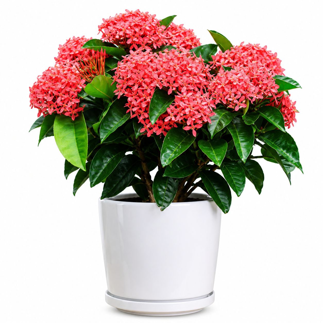 West Indian Jasmine