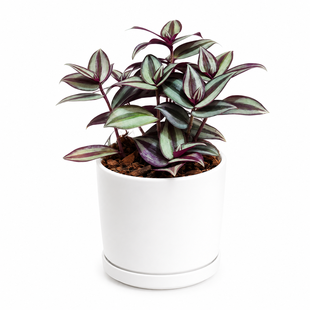 Inch Plant