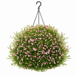 Gypsophila