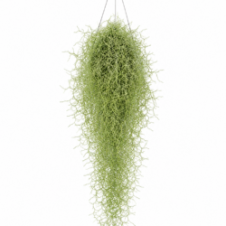 Spanish Moss
