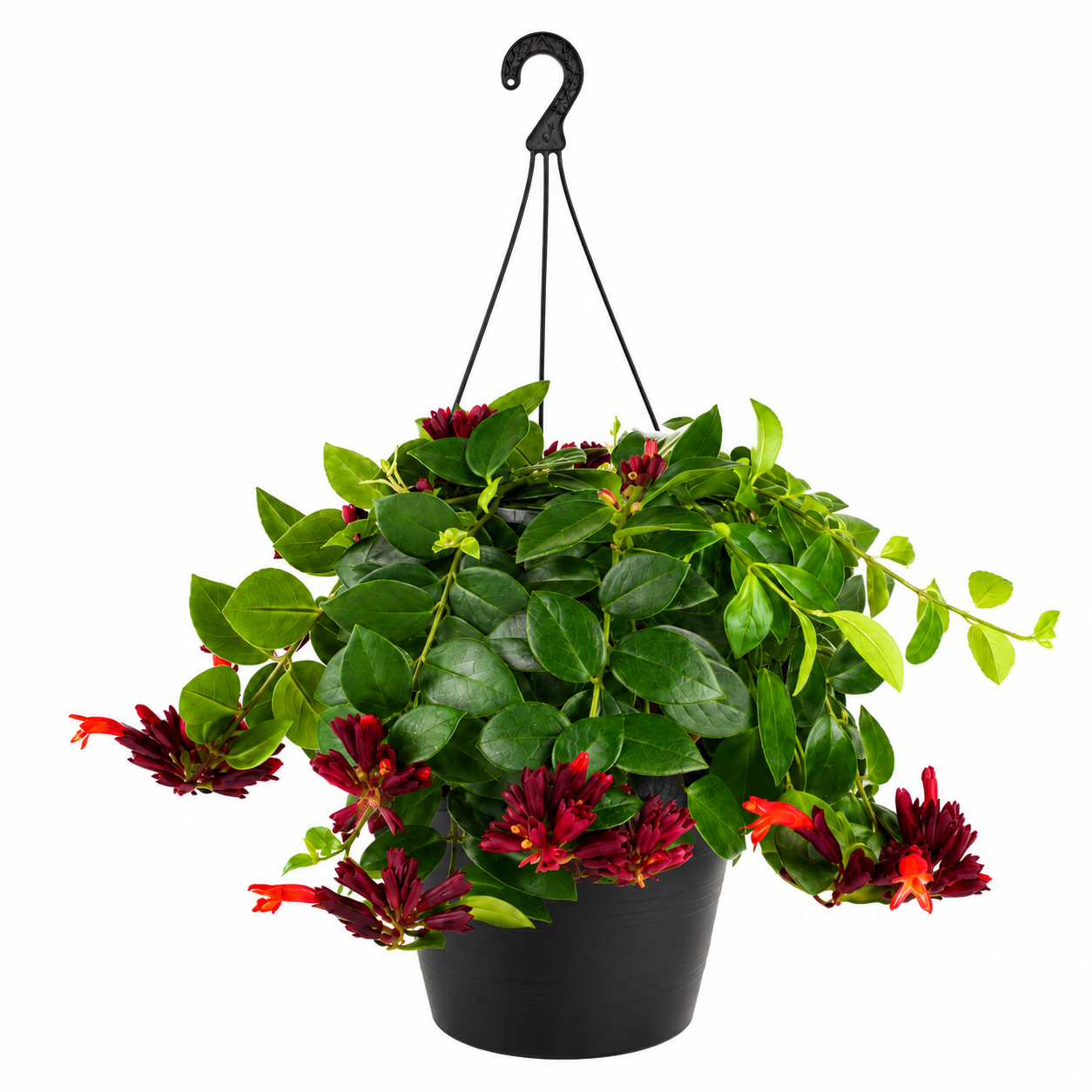 Lipstick Vine