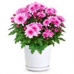 Chrysanthemum Indicum (Pink)