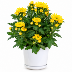 Chrysanthemum Indicum (Yellow)