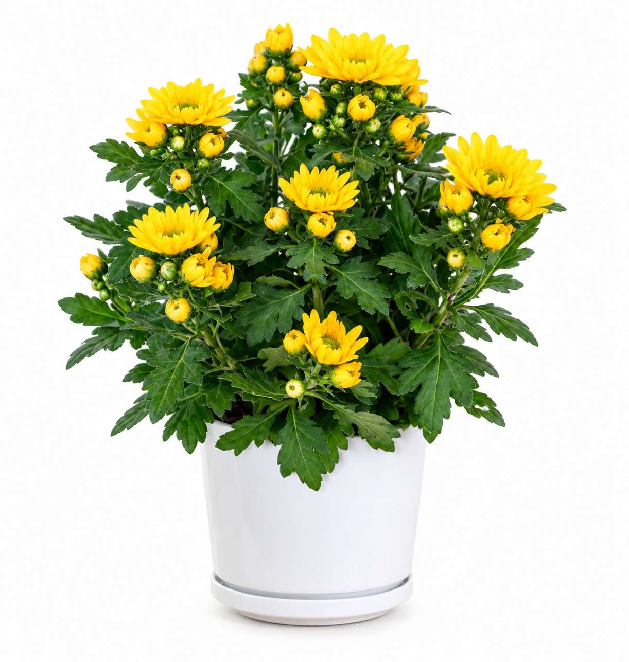 Chrysanthemum Indicum (Yellow)