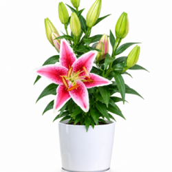 Easter Lily (White and Pink)
