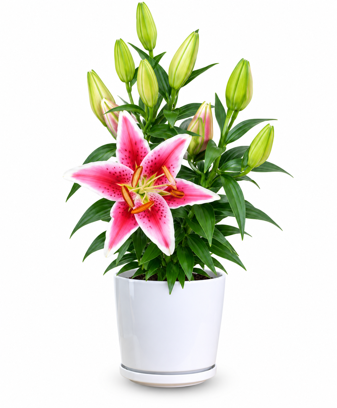 Easter Lily (White and Pink)