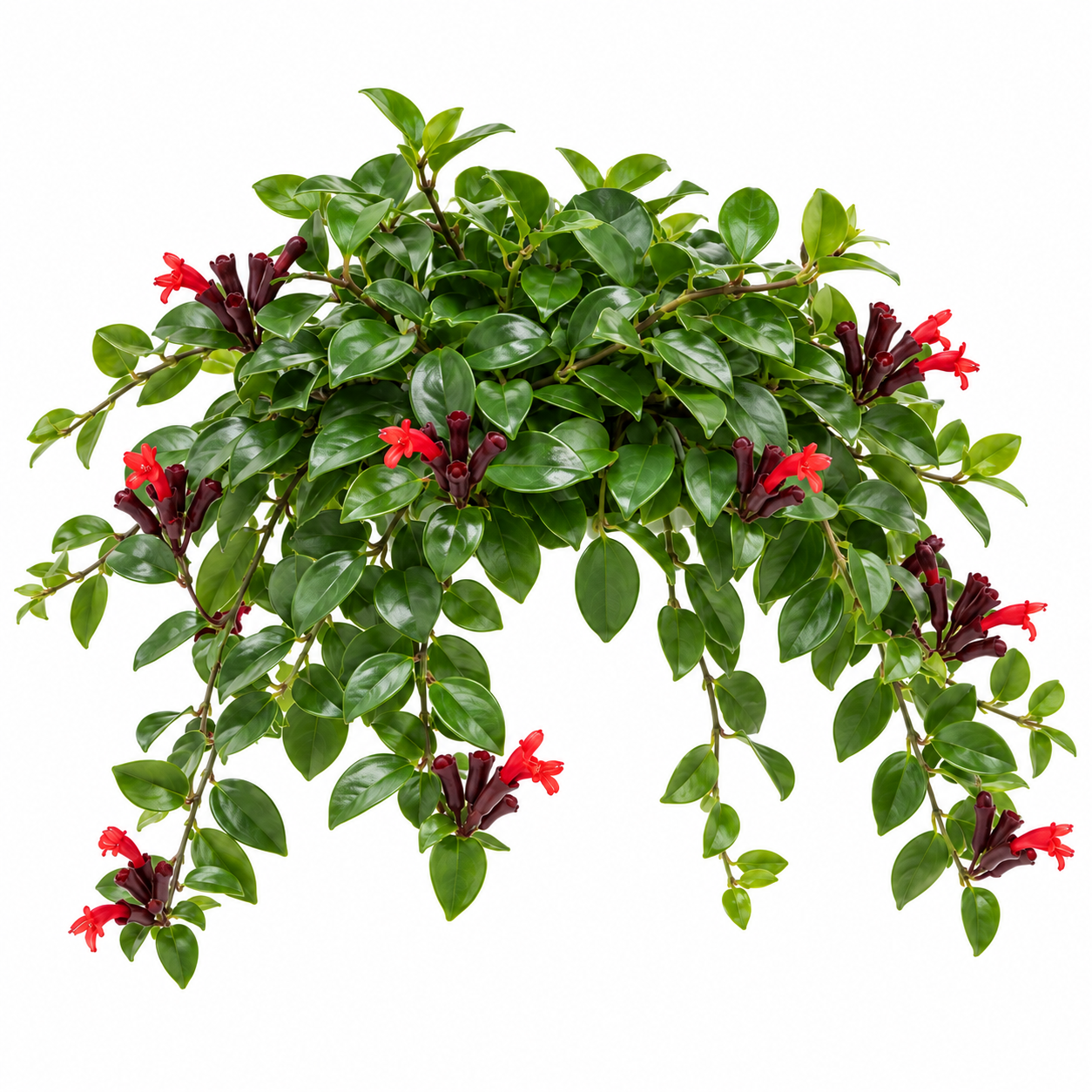 Lipstick Vine - Image 3