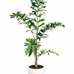 Foxtail palm (Small)