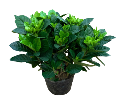 Gardenia Jasminoides - Image 2