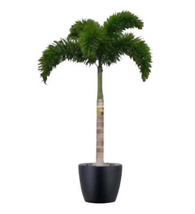 Foxtail palm (Small)
