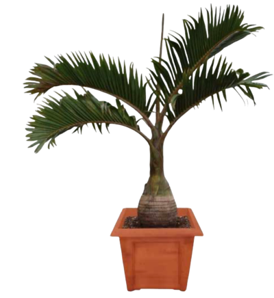 Bottle Palm - Hyophorbe Lagenicaulis
