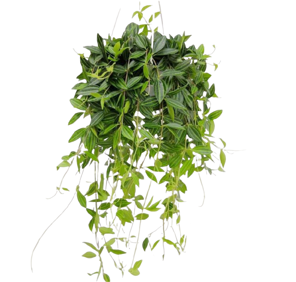 Hoya Watermelon Thai Garden Design