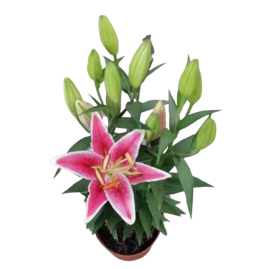 Easter Lily (White and Pink) - Image 2