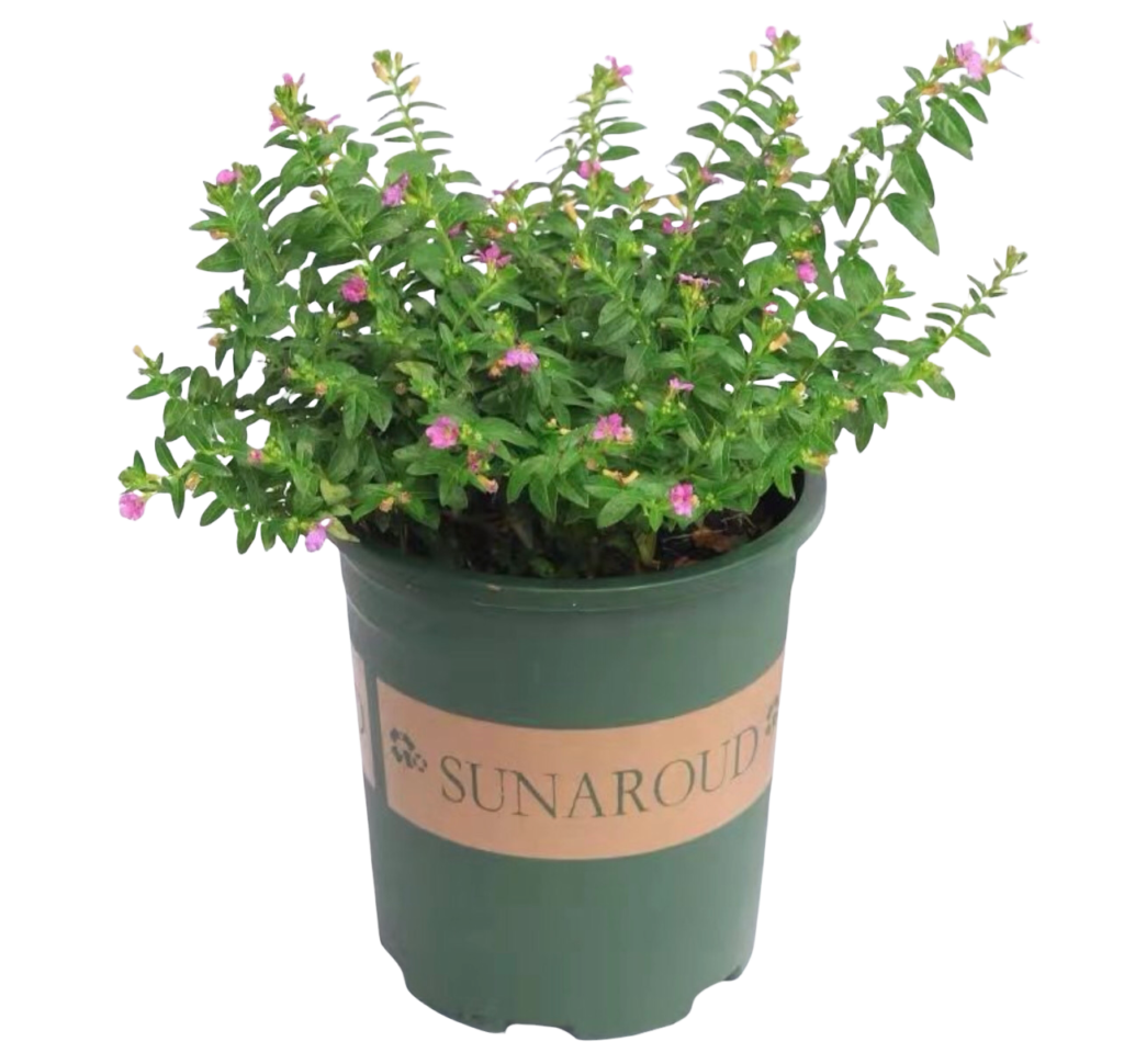False Heather Purple Thai Garden Design false-heather-purple-thai-garden-design