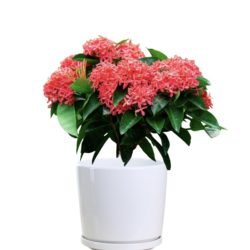 West Indian Jasmine