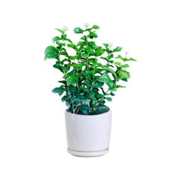 Arabian jasmine