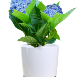 Hydrangea Macrophylla (Blue)