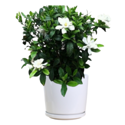 Gardenia Jasminoides