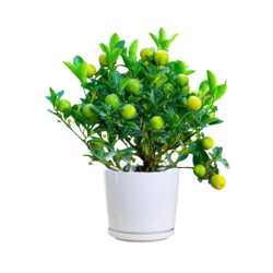 Calamondin