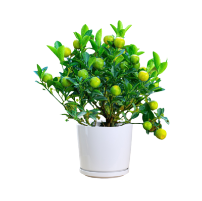 Calamondin