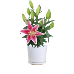 Easter Lily (White and Pink)