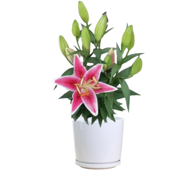Easter Lily (White and Pink)